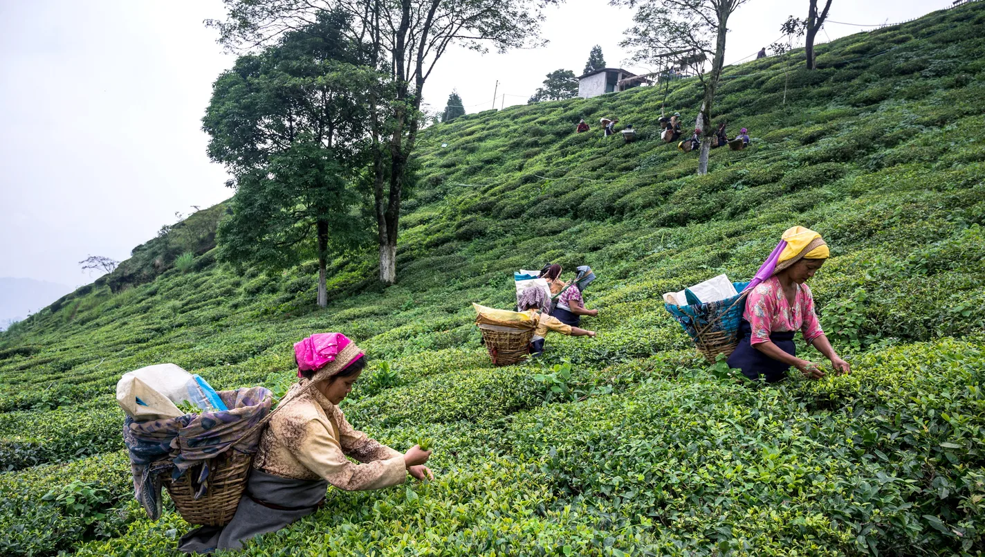 Historic Darjeeling Himalayan Railway winding through the lush green tea estates.