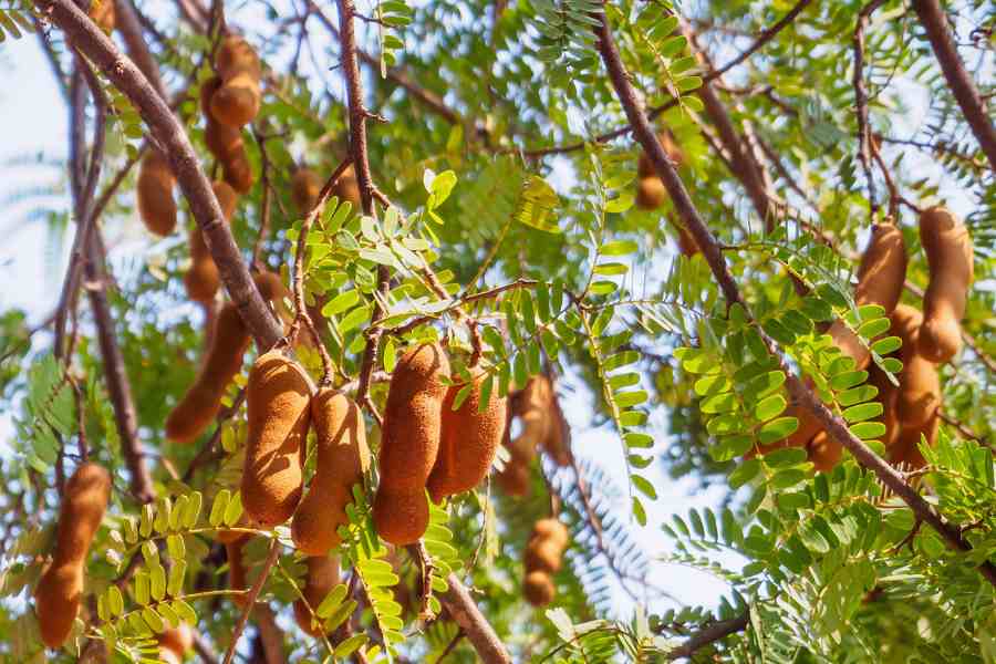 Close-up of fresh tamarind pods, showcasing their brown outer shells and sticky pulp inside.