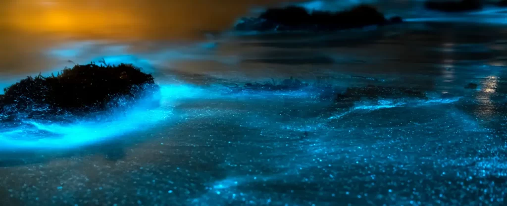 Deep Ocean Bioluminescent Organisms