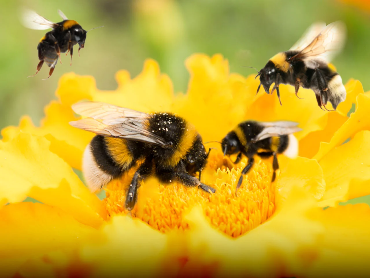 Discover the World of Bumble Bees