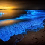The Science Behind Deep Ocean Bioluminescence
