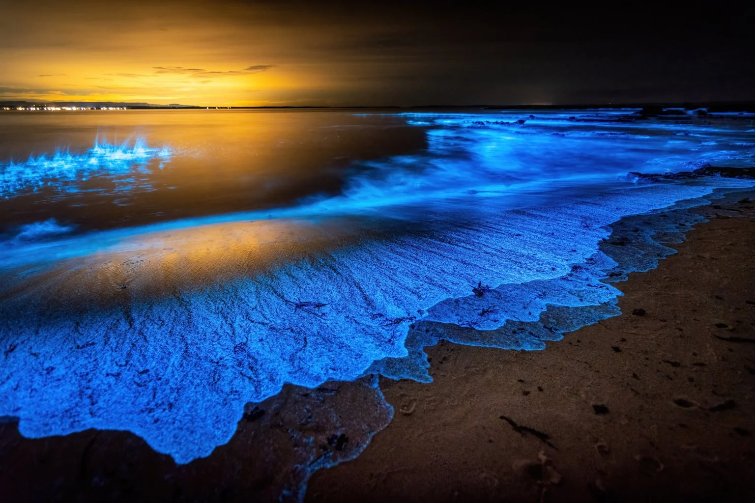 The Science Behind Deep Ocean Bioluminescence