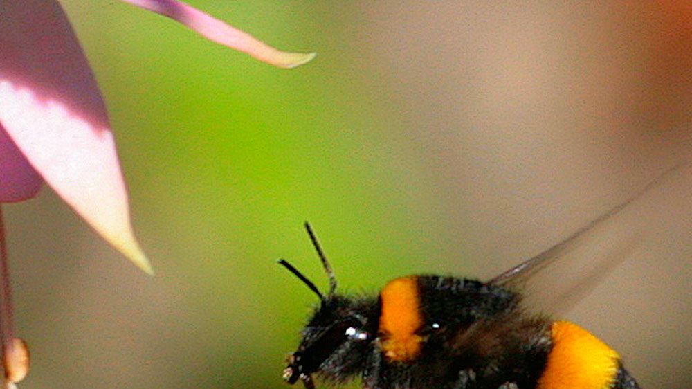 Witness the Beauty of Bumble Bees Nature's Pollination Powerhouses!