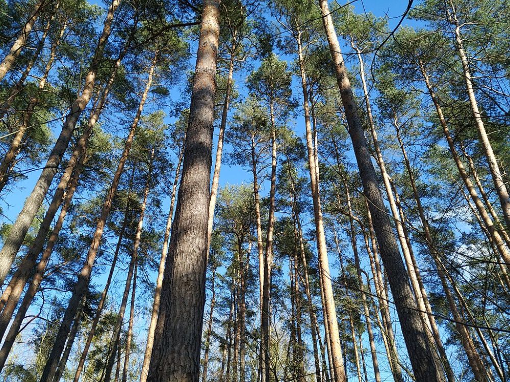 Pohon pinus