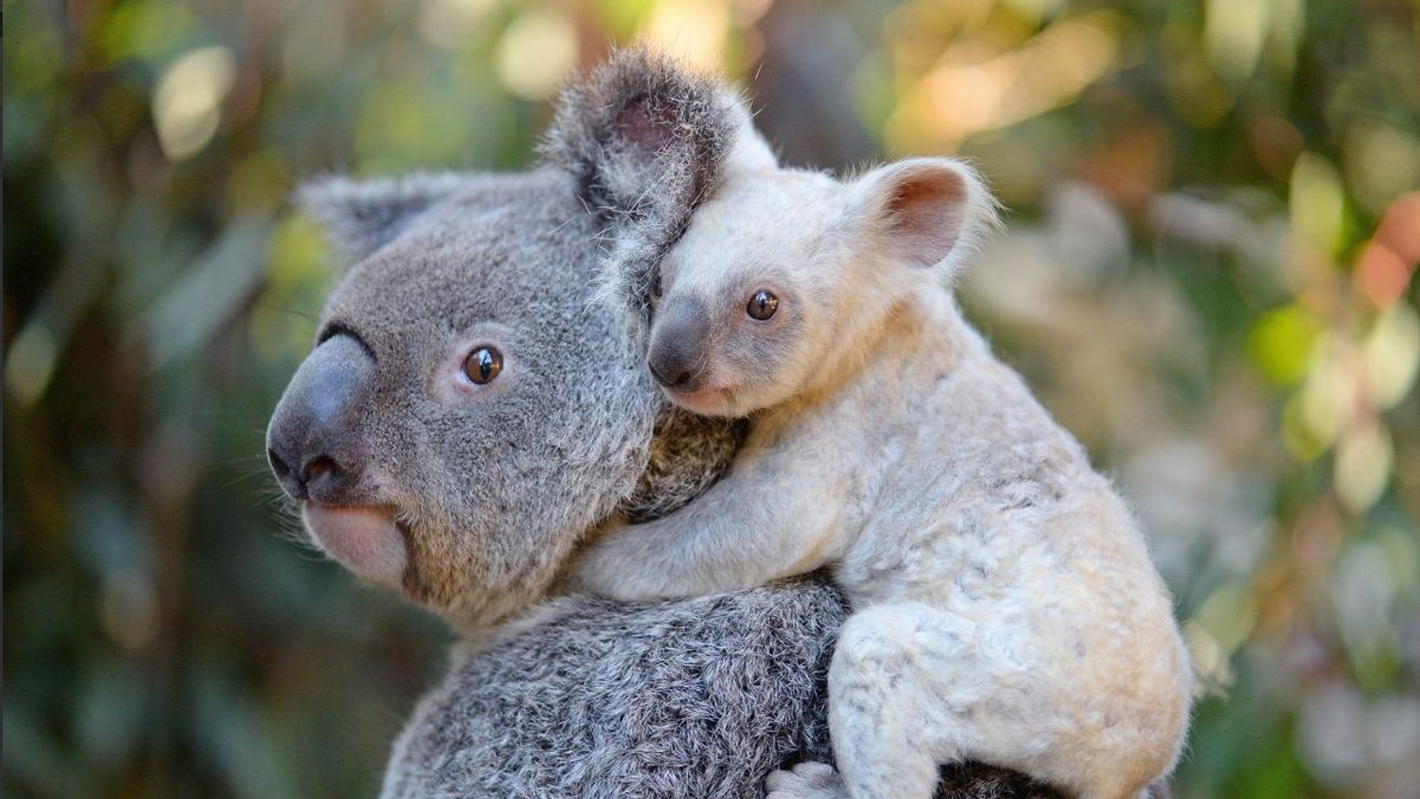 Qualities of Baby Koalas