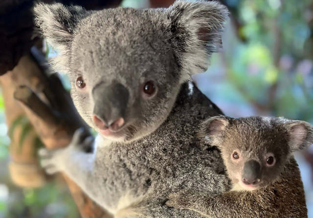 World of Baby Koalas