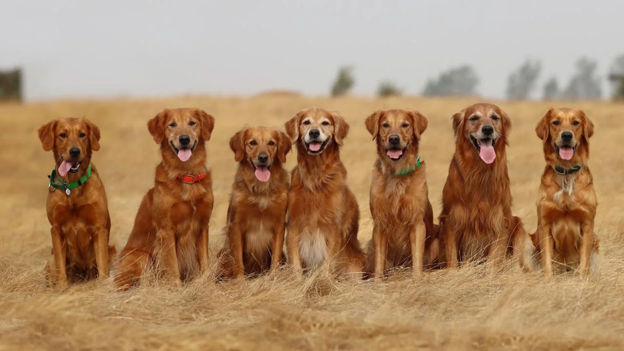 Karakteristik Golden Retriever