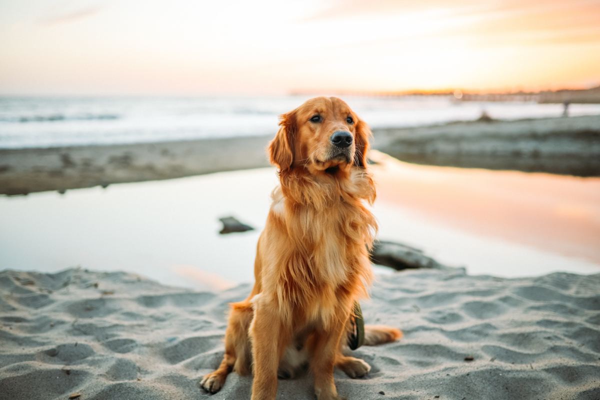 Sejarah Golden Retriever