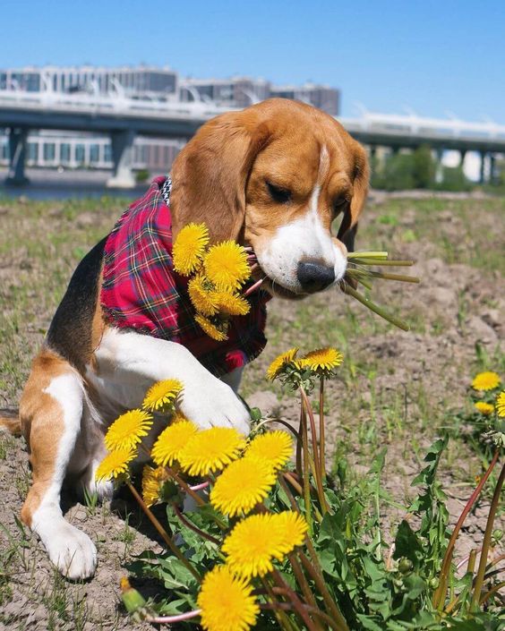 Beagle Cerda