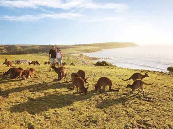 Pulau Kanguru Australia