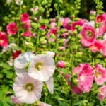 Hollyhock Summer