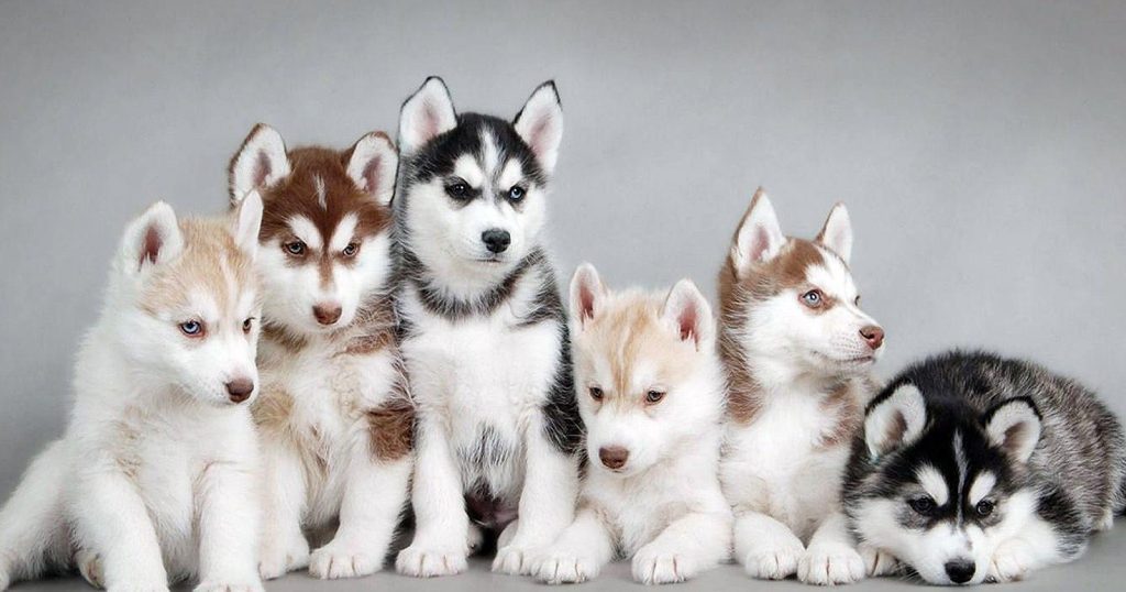 Husky Siberia