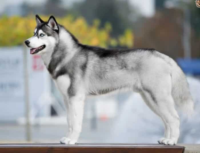 Perawatan Husky Siberia