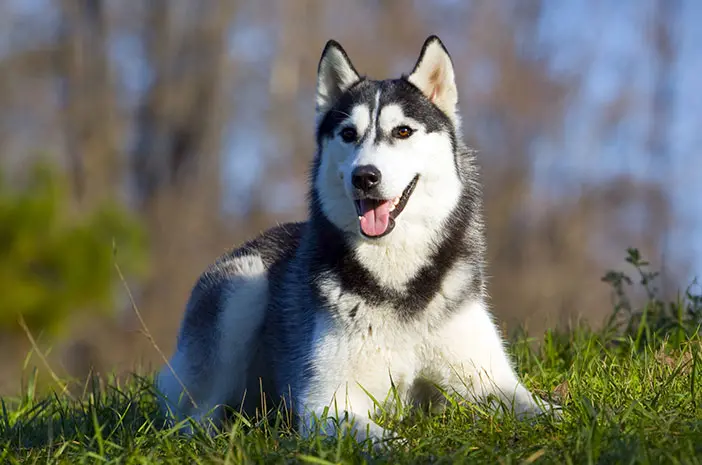 keindahan bulu Husky Siberia