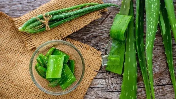 Lidah Buaya