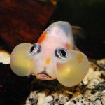Ikan Ranchu