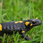 Salamander Api