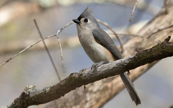 Titmouse Berjambul, Burung Mungil dengan Pesona yang Sulit Diabaikan 3 Kondisi Populasi Titmouse Berjambul Saat Ini