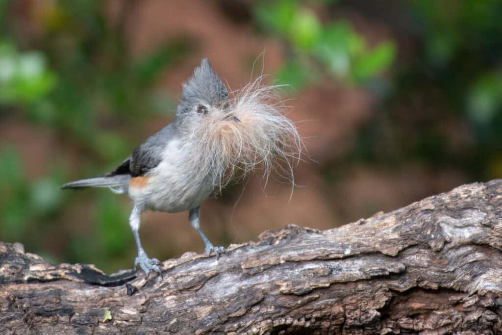 Titmouse Berjambul, Burung Mungil dengan Pesona yang Sulit Diabaikan 2 Mengenal Titmouse Berjambul Lebih Dekat