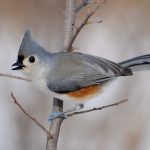 Titmouse Berjambul