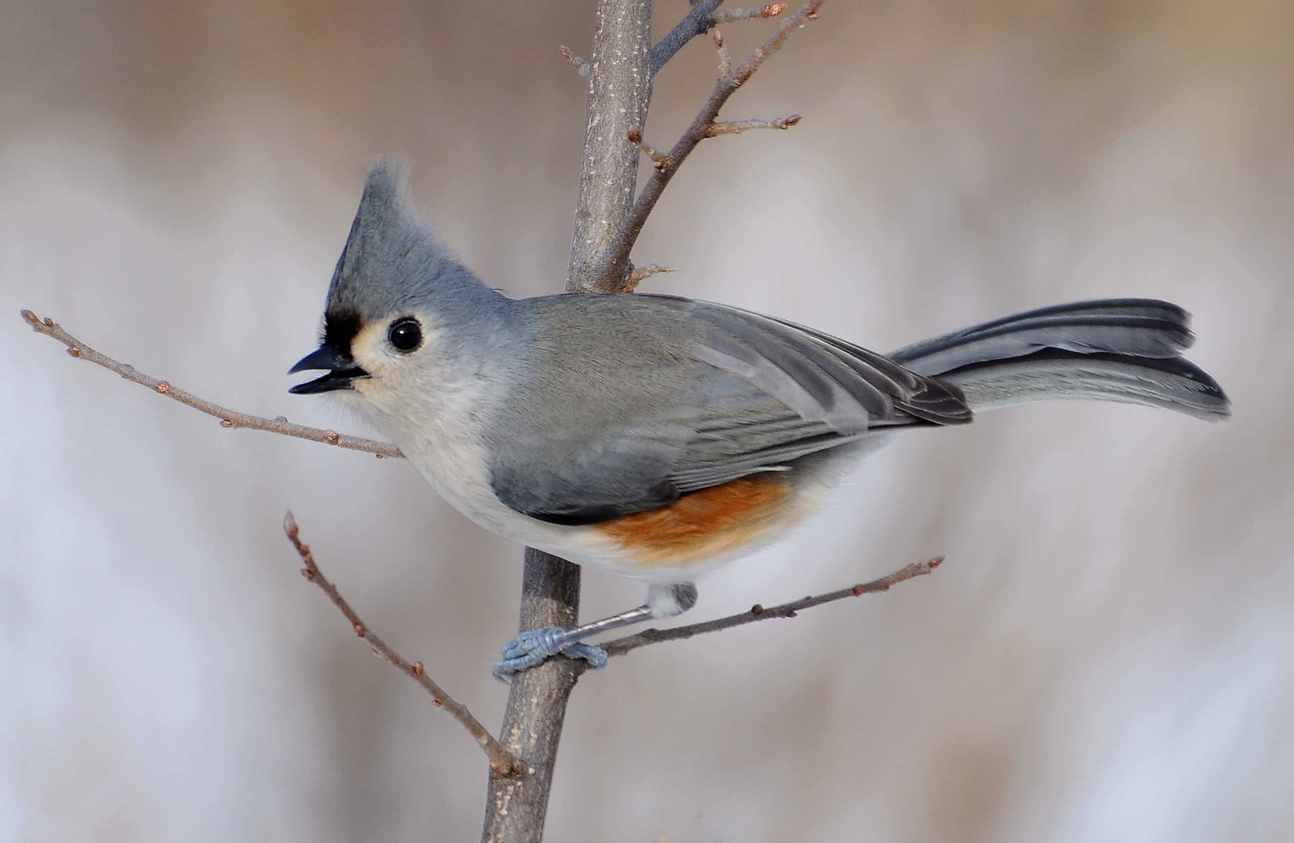 Titmouse Berjambul, Burung Mungil dengan Pesona yang Sulit Diabaikan 1 Titmouse Berjambul